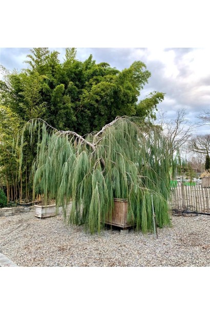 Кипарисовик Імбріката Пендула - використання в ландшафтному дизайні